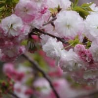 ショウゲツ　〈松月の八重咲の桜〉　