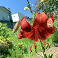 夏の花！？