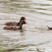 いつもの沼で他に会えたのは・・・カイツブリの親子・ヨシゴイなど