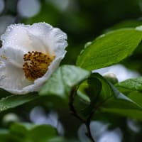 夏椿