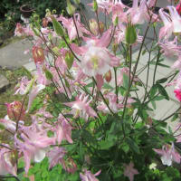 我が家の花で～す　（２）