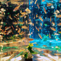人鳥哀歌 と書いて ペンギンエレジー と読むらしい Gkwl S Blog N Y G T