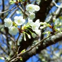 長沢「月光桜」～三分咲き