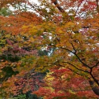 美しき秋の彩り・・・金沢城公園玉泉院丸庭園
