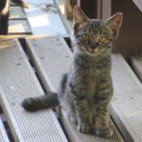 成長著しい子猫たち！