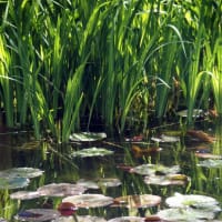 新緑🌿が眩しい!! 温泉ひとり旅　箱根ラリック美術館の睡蓮池