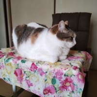 君がそこを気にいったのならば、、、