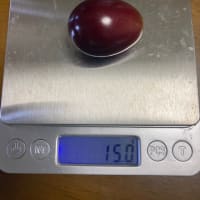 糖度18〜19度