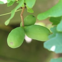 木の実が見られる時期に