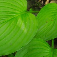 キヨスミギボウシの根生葉か