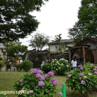 「開成町あじさいまつり2025」が開催されている！！主役は？