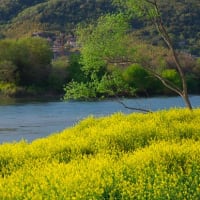 淀川三川合流の新緑と花
