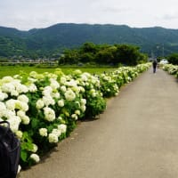 バス旅行で旬の花を