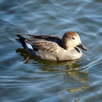 今日の顔（野鳥オカヨシガモ）