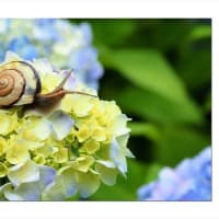 アジサイ　紫陽花探訪記