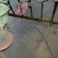 ヤマトヌマエビ採集 再び 睡蓮夏 すいれんか