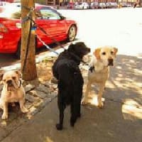 NYC DOG EVENTS MAY 