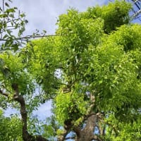 【季節は秋に…】あちらこちらでサルスベリの花が満開。今日初めてツクツクボウシの声を聞きました。秋は来るのでしょうか？