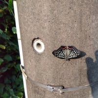 アサギマダラ