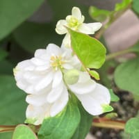 八重のドクダミ・柏葉紫陽花・テッポウユリ