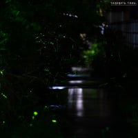 風景写真-自然- Vol.21（蛍撮影 2025-06-02～04）撮影地：鳥取県鳥取市河原町