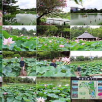 千葉で浮世絵と蓮の花