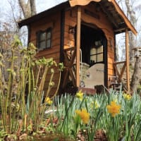 The daffodils in full bloom