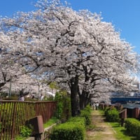 春らんまん　水辺の美しい桜の風景　令和六年