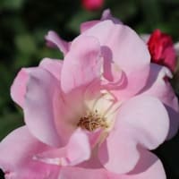 井川　国花苑のバラ
