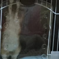 マナーを守る理由は愛犬が真似をしないため