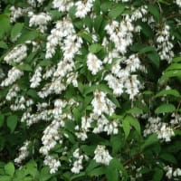 萩の花かな〜？