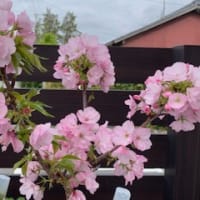 オノマトペと盆栽桜