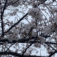 桜！