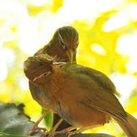 お山の幼鳥＆オオムラサキ　2025