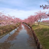 河津桜2025