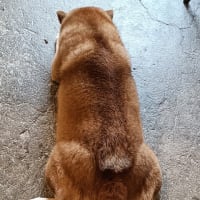 ぽぽちゃんカフェ