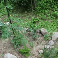 我がミニミニ菜園　初収穫