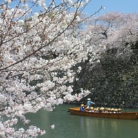 毎年花見に行く桜の名所へ　２