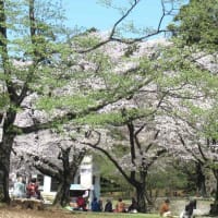 桜が満開の狭山稲荷山公園と狭山市立博物館へ（埼玉・狭山）