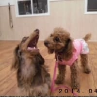 画像掲示板の画像貼り付けの練習 マイブーム 画像掲示板の画像貼り付けの練習 マイブーム