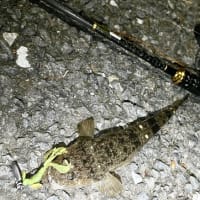 今年初、逗子エリアでのチニングでしたが。