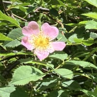 山の可憐な花たち