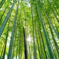 緑の竹林（板橋区立竹の子公園 2024.5.3撮影）
