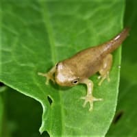 ムサシノキスゲ（武蔵野黄菅）・ハンショウズル（半鐘蔓）・イチヤクソウ（一薬草）・ブタナ（豚菜）・コウゾリナ（顔剃菜）・みに