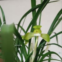 日本春蘭　春の司