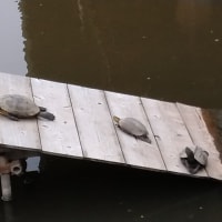 教育と遠方とワタシ