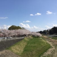 桜梯子の旅