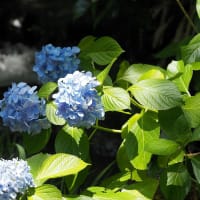 2025/06/28 ベッコウハゴロモ(幼虫) / オオシオカラトンボ