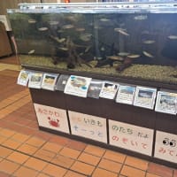 八王子市役所「浅川にいるいきものたち」の水槽展示