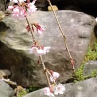 福岡城　石垣と枝垂桜